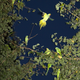 Illustration for article titled Feral Parrots of Tokyo Are a Spooky Presence Flocking Above